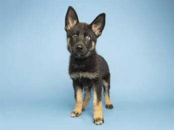 AXEL -  German Shepherd Dog and Husky Dog for Adoption in Phoenix, Arizona - AXEL | PetCurious