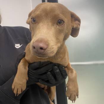 Mixed Breed Dogs Available for Adoption in Abilene, Texas - Bug | PetCurious