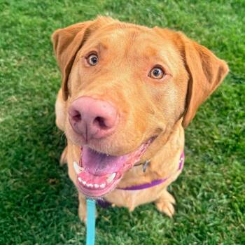 Koa -  Labrador Retriever Dog for Adoption in Murray, Utah - Koa | PetCurious