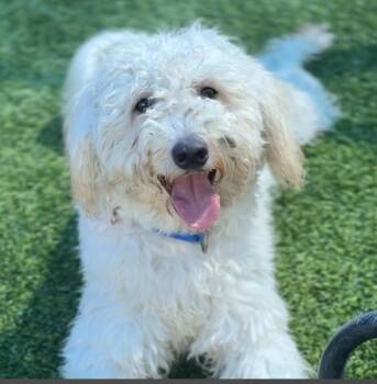 Edison CA -  Poodle Dog for Adoption in Hillside, Illinois - Edison CA | PetCurious
