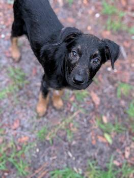Thorne -  German Shepherd Dog Dog for Adoption in Bloomingdale, Georgia - Thorne | PetCurious