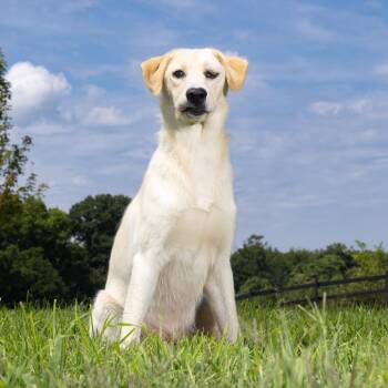Dionne -  Mixed Breed Dog for Adoption in Franklin, Tennessee - Dionne | PetCurious