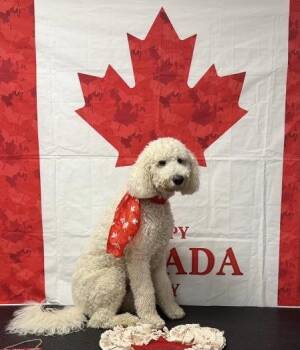 Teddy -  Standard Poodle and Labrador Retriever Dog for Adoption in Courtice, Ontario - Teddy | PetCurious