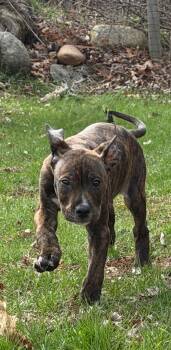 American Staffordshire Terrier Dogs Available for Adoption - Jelly | PetCurious