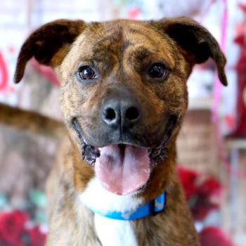Boxer Dogs Available for Adoption in Kansas City, Missouri - Maxwell | PetCurious