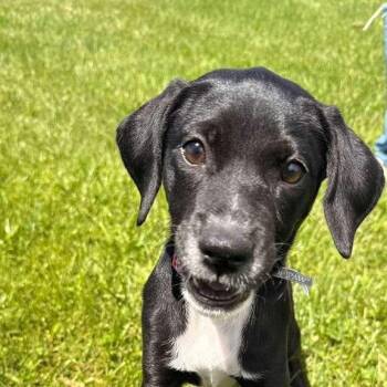 Luna - The Grateful Survivor -  Black Labrador Retriever and Beagle Dog for Adoption in Carolina, Carolina - Luna - The Grateful Survivor | PetCurious