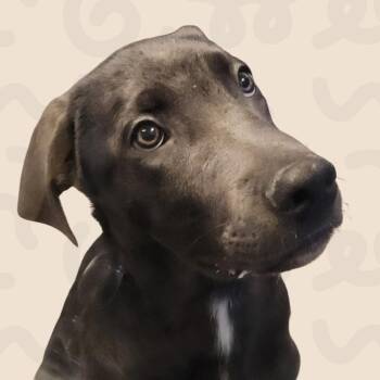 Saylor -  German Shepherd Dog and Mixed Breed Dog for Adoption in Reno, Nevada - Saylor | PetCurious