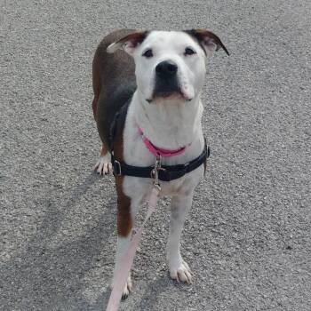 Darcy -  Pit Bull Terrier and Mixed Breed Dog for Adoption in Tulsa, Oklahoma - Darcy | PetCurious