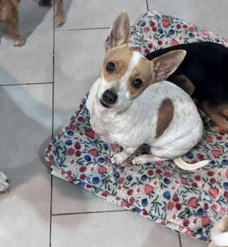 Rescue Chihuahua and Mixed Breed Dogs for Adoption in Saugus, Massachusetts - Trina | PetCurious