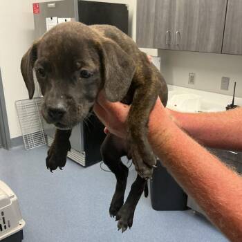 Lisa -  Mixed Breed Dog for Adoption in Saint Joseph, Missouri - Lisa | PetCurious
