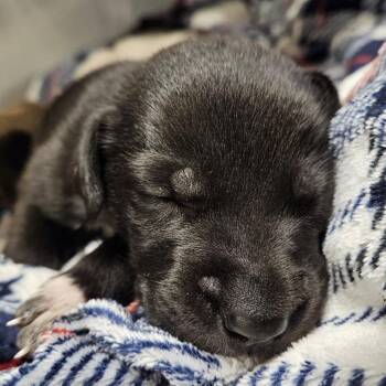 Labrador Retriever Dogs Available for Adoption in Austin, Texas - Aubrey | PetCurious