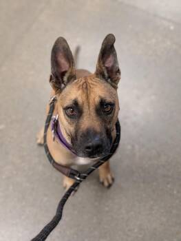 Scar -  Pit Bull Terrier and Mixed Breed Dog for Adoption in Greenfield, Indiana - Scar | PetCurious