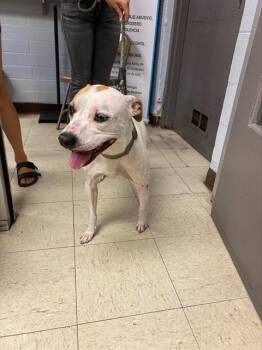 Rescue American Bulldog and Mixed Breed Dogs for Adoption in Stockton, California - MIKEY | PetCurious