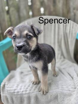 Rescue Labrador Retriever Dogs for Adoption in Manchester, Connecticut - Spencer | PetCurious