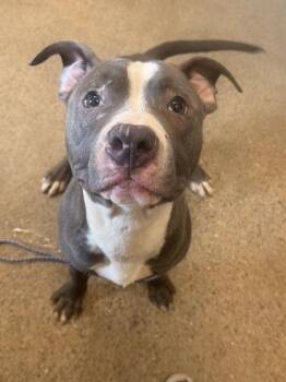 Krayon -  Pit Bull Terrier Dog for Adoption in Cleveland, Ohio - Krayon | PetCurious