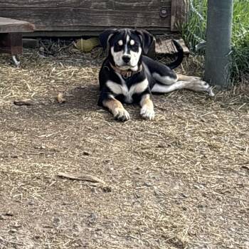 Talbotts -  Shepherd Dog Available for Adoption in Pagosa Springs, Colorado - Talbotts | PetCurious