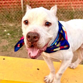 Marshmallow Fluff -  Pit Bull Terrier Dog for Adoption in Austin, Texas - Marshmallow Fluff | PetCurious