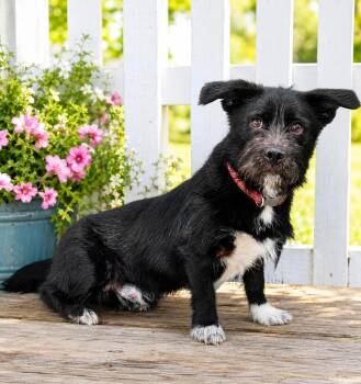 Butler -  Cairn Terrier Dog for Adoption in Franklin, Tennessee - Butler | PetCurious
