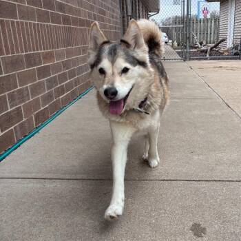 Roxie -  Husky Dog for Adoption in Dixon, Illinois - Roxie | PetCurious