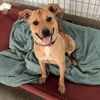 Caydie -  Mixed Breed Dog for Adoption in Washington, Pennsylvania - Caydie | PetCurious