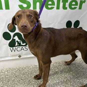 Buck -  Mixed Breed Dog for Adoption in Defuniak Springs, Florida - Buck | PetCurious