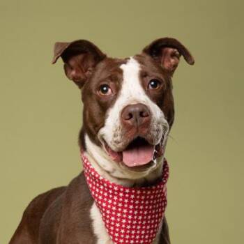 Janis -  Pit Bull Terrier and Mixed Breed Dog for Adoption in Atlanta, Georgia - Janis | PetCurious