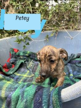 Chihuahua and Shih Tzu Dogs Available for Adoption - Petey (Paige