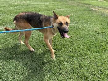 A477488 -  German Shepherd Dog Dog for Adoption in Oklahoma City, Oklahoma - A477488 | PetCurious