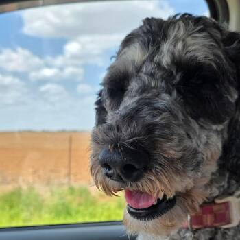 Cammie -  Standard Poodle Dog for Adoption in Goltry, Oklahoma - Cammie | PetCurious