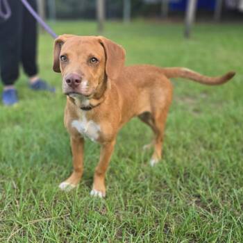 Dewbie -  Beagle Dog for Adoption in Hinesville, Georgia - Dewbie | PetCurious