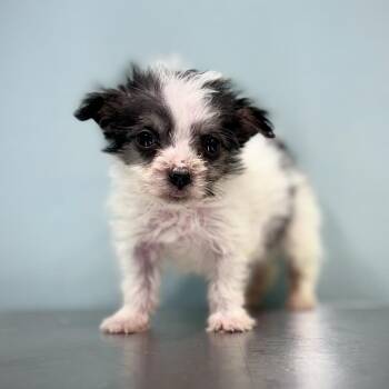 Terrier Dogs Available for Adoption in Portland, Oregon - Emerald | PetCurious