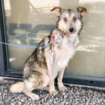 478 (2026) Koda -  German Shepherd Dog and Mixed Breed Dog for Adoption in Parker, Colorado - 478 (2026) Koda | PetCurious