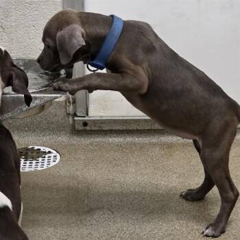 Pit Bull Terrier and Mixed Breed Dogs Available for Adoption in St. Louis, Missouri - RENEGADE | PetCurious