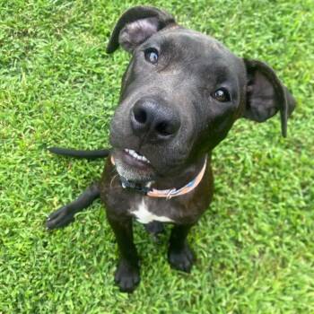 MJ(Spiderman Litter) -  Mixed Breed Dog for Adoption in Lenoir, North Carolina - MJ(Spiderman Litter) | PetCurious