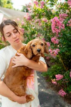 Dancing Queen -  Cavapoo Dog for Adoption in Chester Springs, Pennsylvania - Dancing Queen | PetCurious