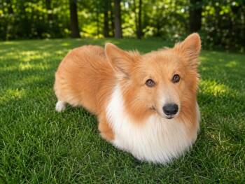 Churro -  Corgi Dog for Adoption in Colorado Springs, Colorado - Churro | PetCurious