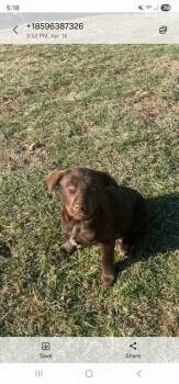 Labrador Retriever Dogs Available for Adoption in Aurora, Indiana - Choco Chings : Bonnie | PetCurious