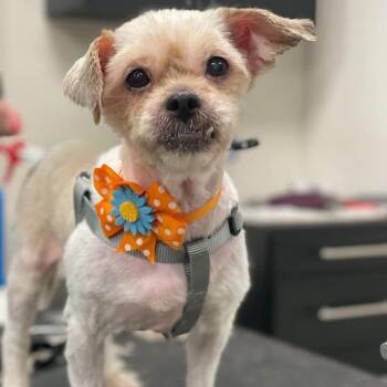 Chica -  Shih Tzu Dog for Adoption in Sunderland, Maryland - Chica | PetCurious
