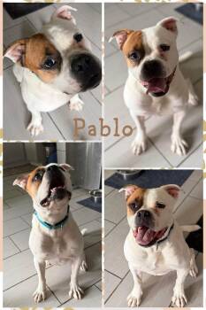 Pablo -  Bulldog Dog for Adoption in Kansas City, Missouri - Pablo | PetCurious
