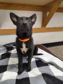Tulip -  Mixed Breed Dog for Adoption in Roosevelt, Utah - Tulip | PetCurious