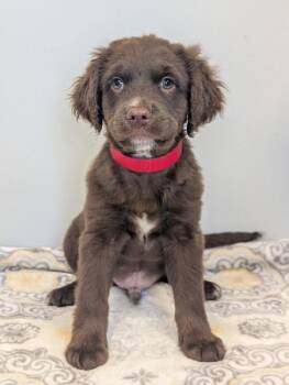 Ed -  Boykin Spaniel and Golden Retriever Dog for Adoption in Aiken, South Carolina - Ed | PetCurious