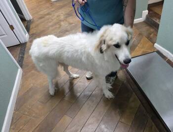 Rylie- Neglected boy full of love seeks hero -  Great Pyrenees Dog for Adoption in Conway, South Carolina - Rylie- Neglected Boy Full Of Love Seeks Hero | PetCurious