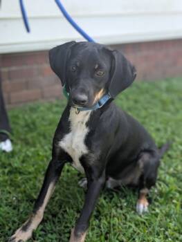 Rescue Beagle and Hound Dogs for Adoption in Aiken, South Carolina - Bud | PetCurious