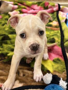 Boxer Dogs Available for Adoption in Kerrville, Texas - Tesd | PetCurious