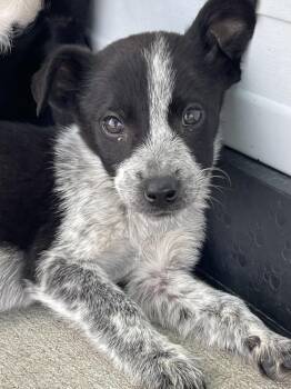 Australian Cattle Dog Blue Heeler Dogs Available for Adoption in Bolivar, Missouri - Spirit | PetCurious