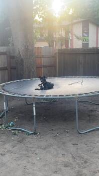 Australian Cattle Dog Blue Heeler and Border Collie Dogs Available for Adoption in Tracy, California - Skylar Aka Skye (OWNER ASSIST) | PetCurious
