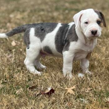 Rescue Catahoula Leopard Dog Dogs for Adoption in Jackson, Missouri - Tonka | PetCurious