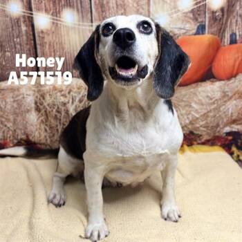 HONEY -  Beagle and Mixed Breed Dog for Adoption - HONEY | PetCurious