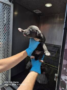 HELENA WHEATLEY -  American Staffordshire Terrier Dog for Adoption in San Antonio, Texas - HELENA WHEATLEY | PetCurious