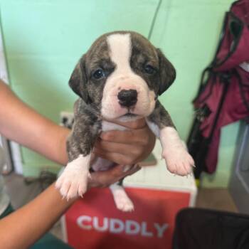 Hound Dogs Available for Adoption - Tinsel | PetCurious